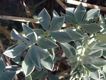 Un Lotus a Latina e uno a Catania